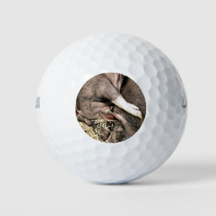 SLEEPING PIGS GOLF BALLS