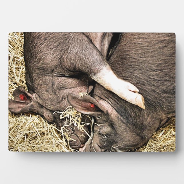 SLEEPING PIGS PLAQUE (Front)