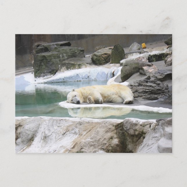 Sleeping Polar Bear Postcard (Front)