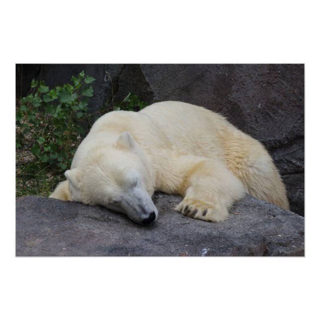 Sleeping Polar Bear Poster (Front)