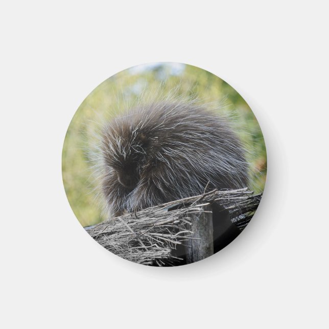 Sleeping Porcupine Magnet (Front)