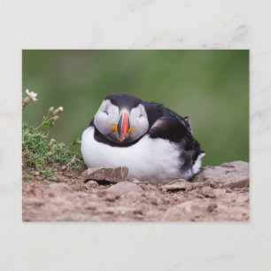 Sleeping Puffin Postcard