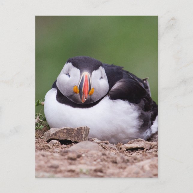 Sleeping Puffin Postcard (Front)