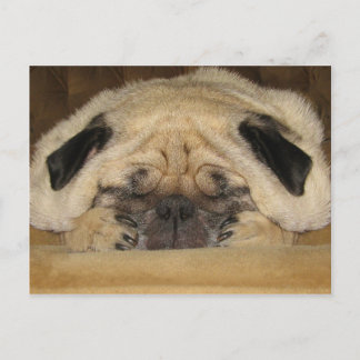 Sleeping Pug Postcard