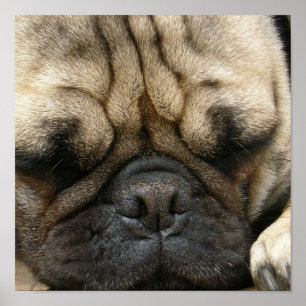 Sleeping Pug Poster Print
