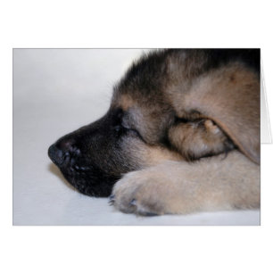 Sleeping Puppy Card