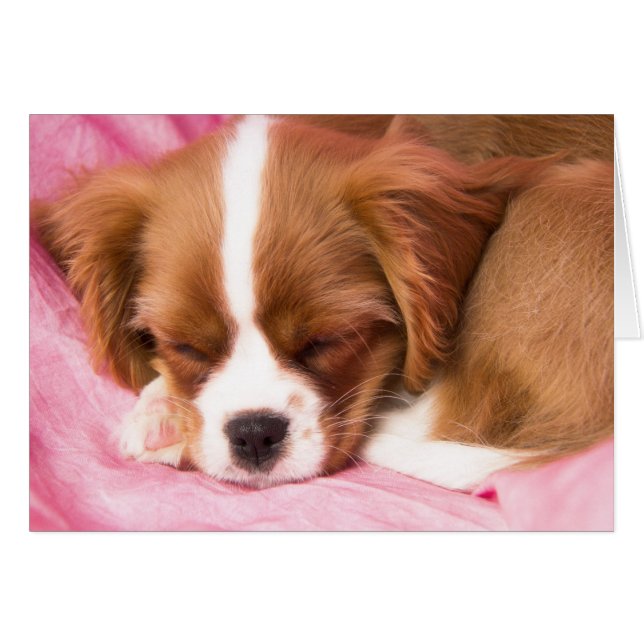 Sleeping Puppy Cavalier King Charles Spaniel Card (Front Horizontal)