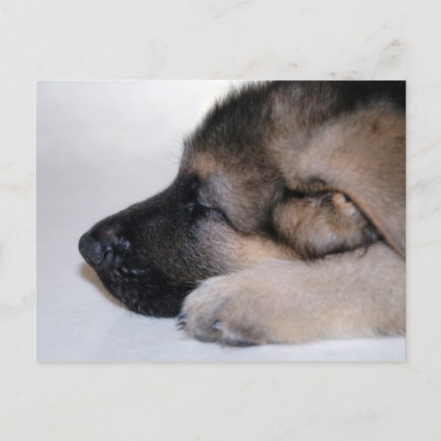 Sleeping Puppy Postcard (Front)