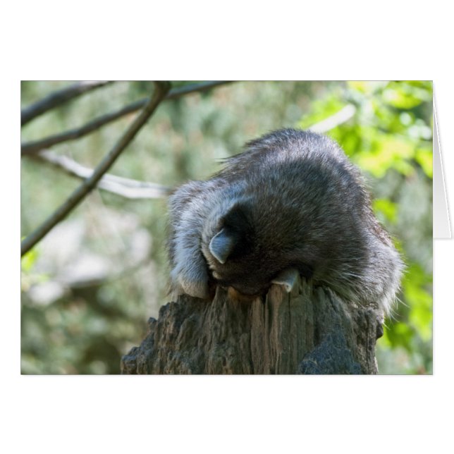 Sleeping Racoon Greeting Card (Front Horizontal)