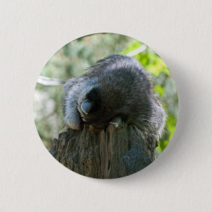 Sleeping Racoon Pin