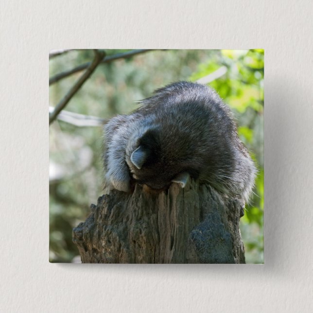 Sleeping Racoon Pin (Front)
