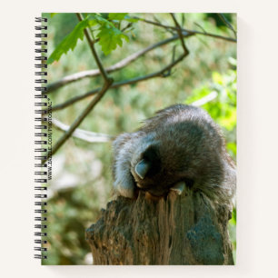 Sleeping Racoon Stickers Notebook