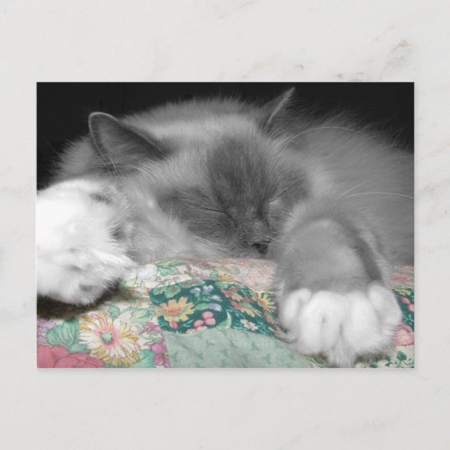 Sleeping Ragdoll Postcard (Front)