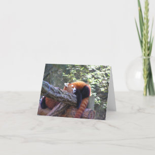 Sleeping Red Panda Card