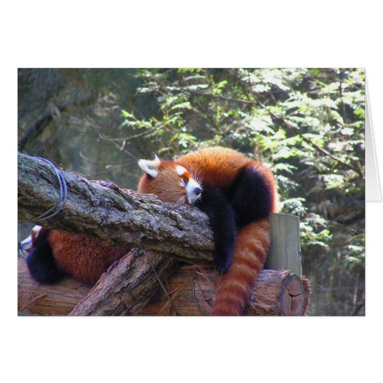 Sleeping Red Panda Card
