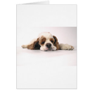 Sleeping Red/White Cocker Spaniel