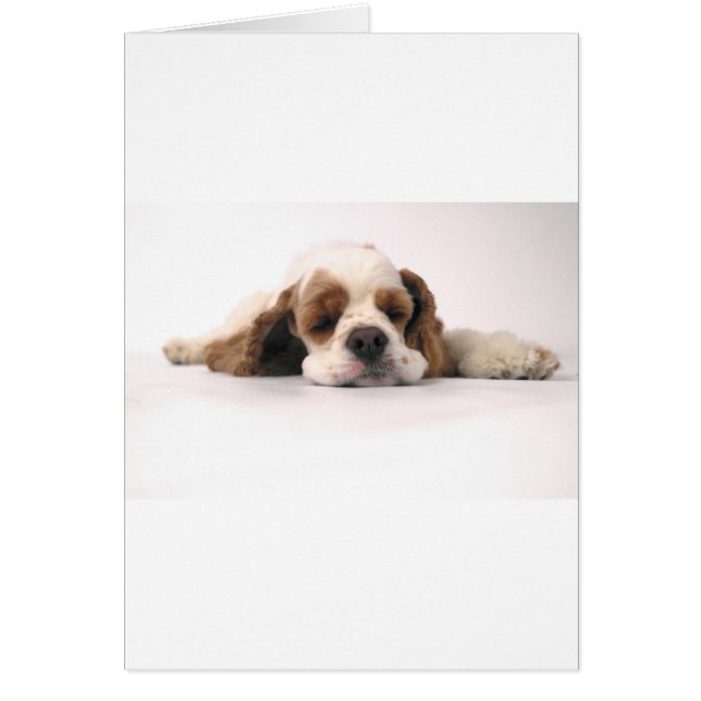 Sleeping Red/White Cocker Spaniel (Front)
