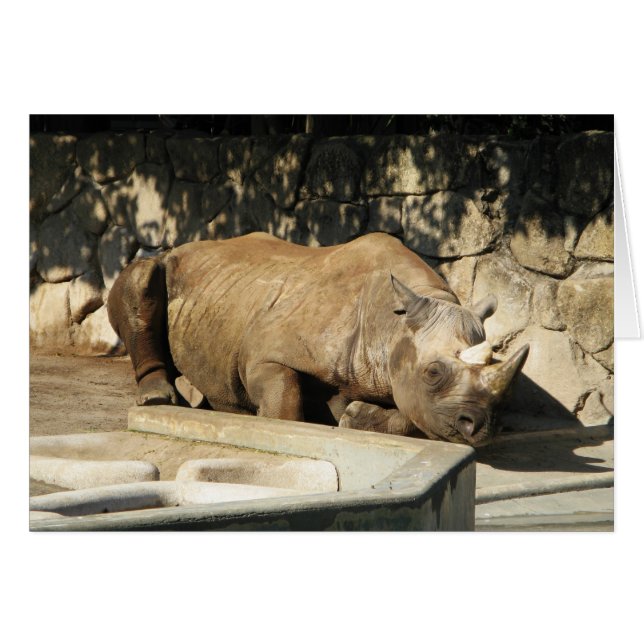 Sleeping Rhino (Front Horizontal)