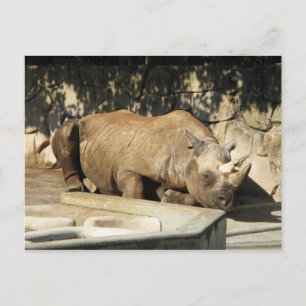 Sleeping Rhino Postcard