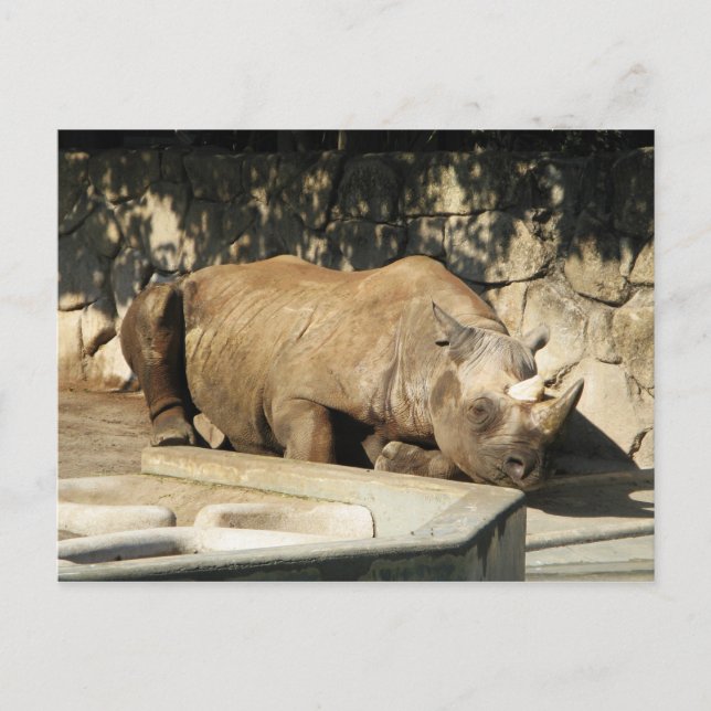 Sleeping Rhino Postcard (Front)
