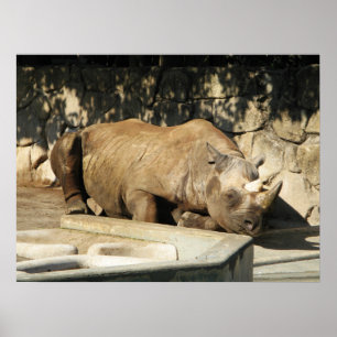 Sleeping Rhino Poster