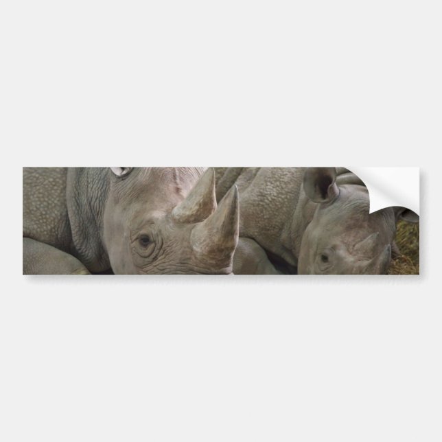 Sleeping Rhinos Bumper Stickers (Front)