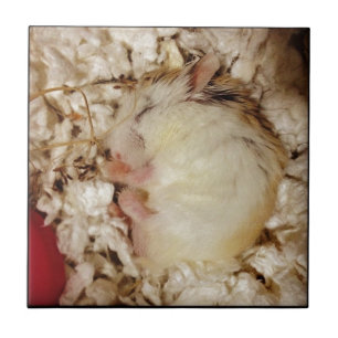 Sleeping Roborovski Hamster Tile
