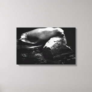 Sleeping Sea Lion .1781 Canvas Print