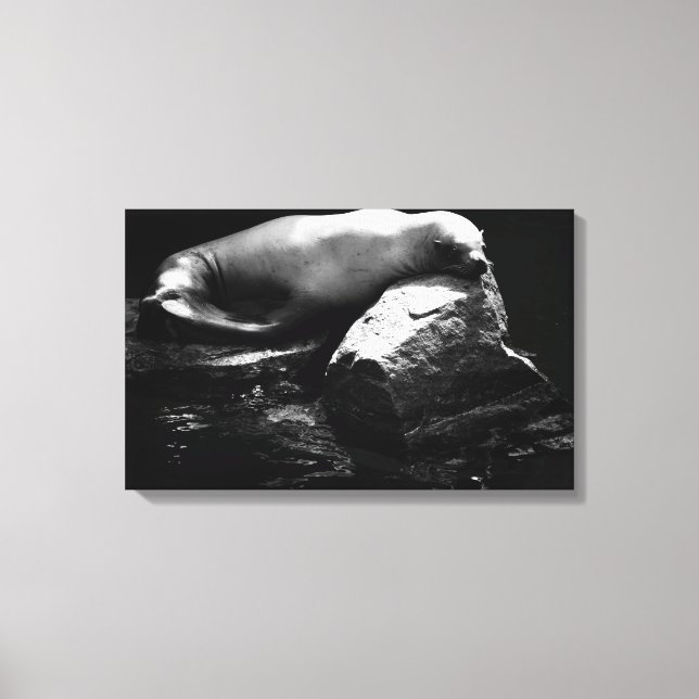 Sleeping Sea Lion .1781 Canvas Print (Front)