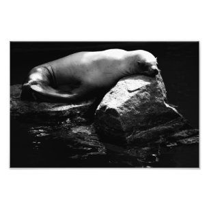 Sleeping Sea Lion .1781 Photo Print