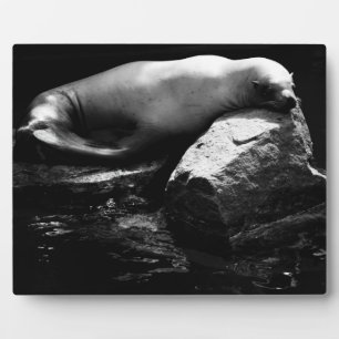 Sleeping Sea Lion .1781 Plaque
