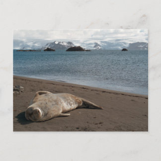 Sleeping Seal Postcard