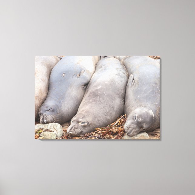 Sleeping Seals Canvas Print (Front)