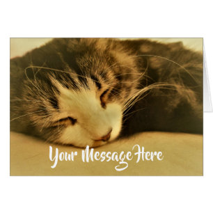 Sleeping Sepia Cat Napping