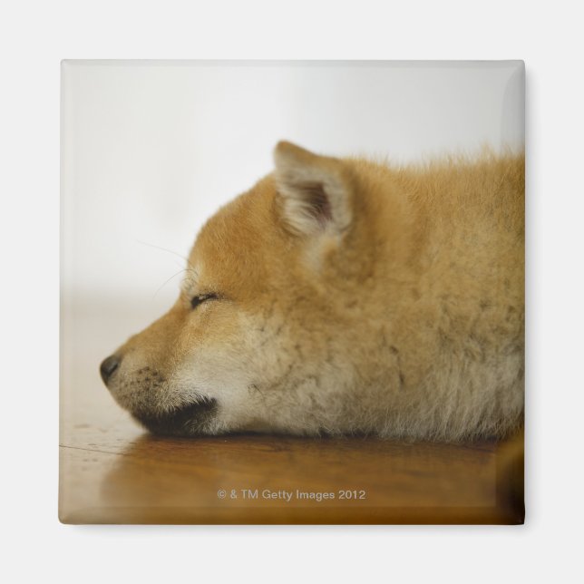 Sleeping Shiba-ken 3 Magnet (Front)