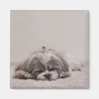 Sleeping Shih tzu Magnet, Sleeping Dog Magnet