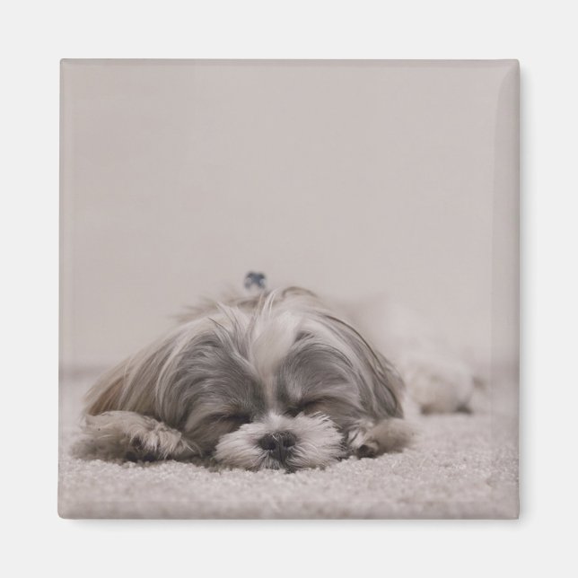 Sleeping Shih tzu Magnet, Sleeping Dog Magnet (Front)