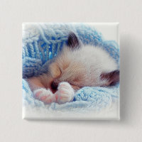 Sleeping Siamese Kitten Paws