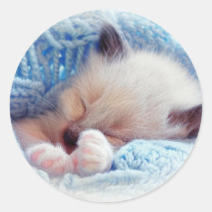 Sleeping Siamese Kitten Paws Classic Round Sticker