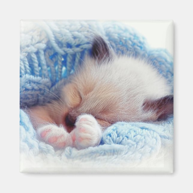 Sleeping Siamese Kitten Paws Magnet (Front)