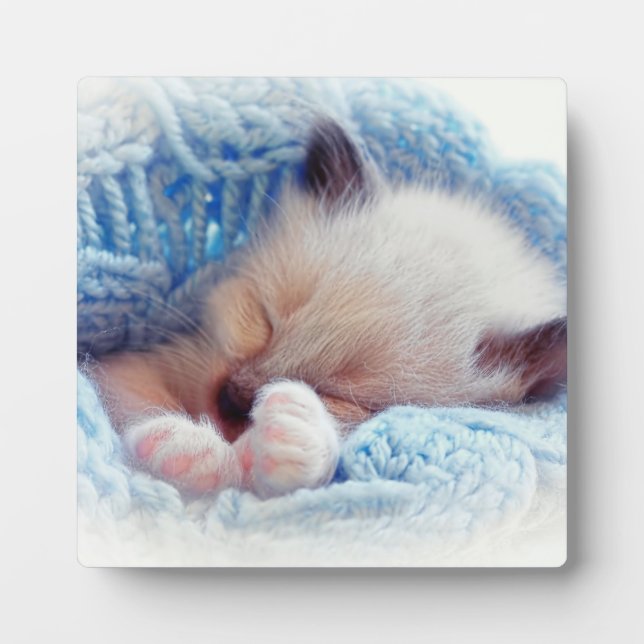 Sleeping Siamese Kitten Paws Plaque (Front)