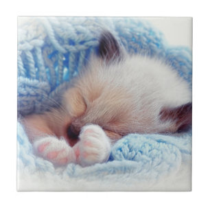 Sleeping Siamese Kitten Paws Tile