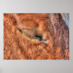 Sleeping Sorrel Horse Eye and Lashes Photo Study Poster