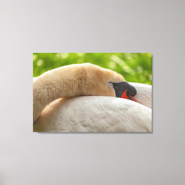 Sleeping Swan Canvas Print (Front)