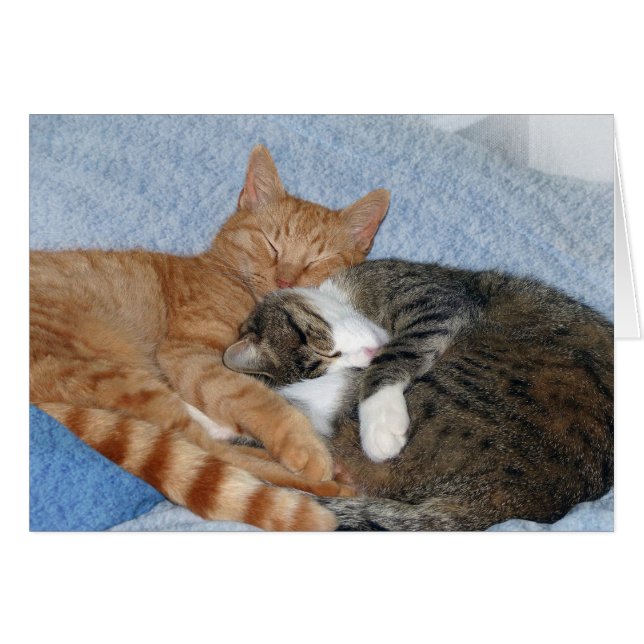 Sleeping Sweeties (Front Horizontal)