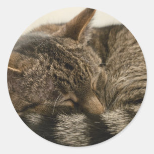 Sleeping tabby cat classic round sticker