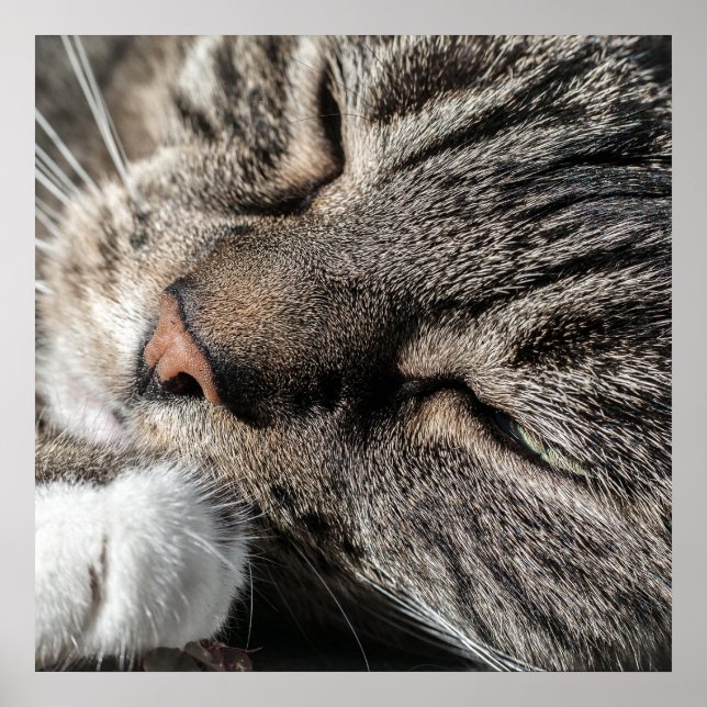 Sleeping Tabby Cat Poster (Front)