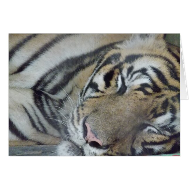 Sleeping Tiger (Front Horizontal)