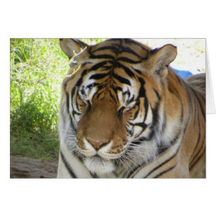 Sleeping tiger card (h)