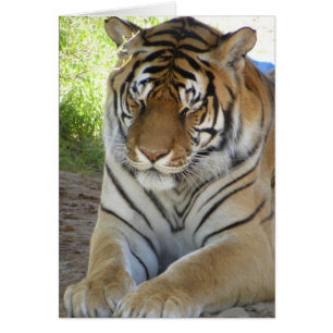 Sleeping tiger card (v)